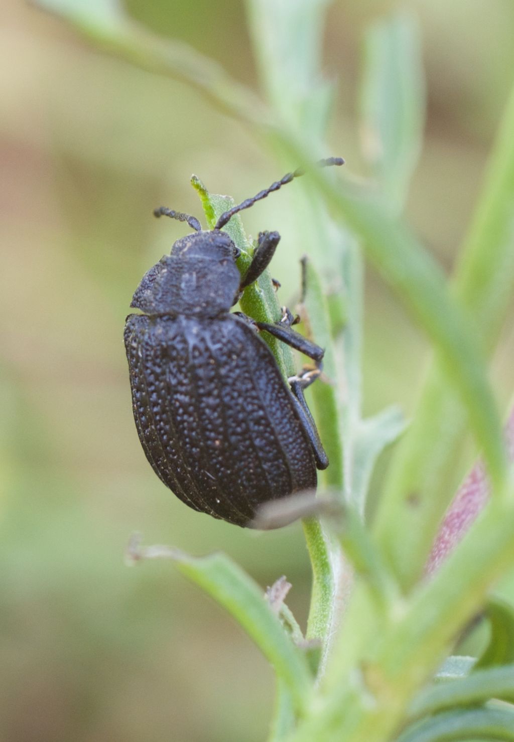 Chrysomelidae: Galeruca sardoa